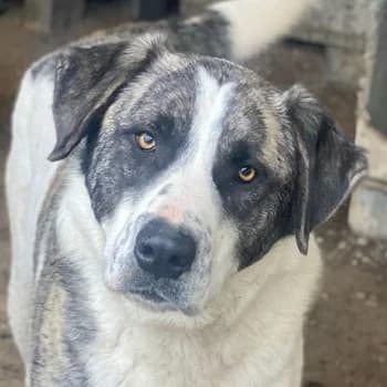 Snickers, male 3yo Mixed Breed for adoption at Hundegarten Serres, Euskirchen