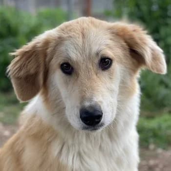 Giannis, male 3yo Mixed Breed for adoption at Hundegarten Serres, Euskirchen