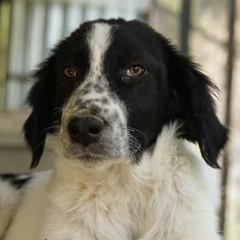 Oz, male 3yo Mixed Breed for adoption at Hundegarten Serres, Euskirchen