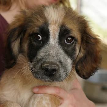 Toffee, female 3yo Mixed Breed for adoption at Hundegarten Serres, Euskirchen