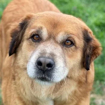 Gandhi, male 7yo Mixed Breed for adoption at Hundegarten Serres, Euskirchen
