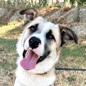 Pedro, male 3yo Mixed Breed for adoption at Hundegarten Serres, Euskirchen