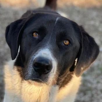 Adella, female 3yo Mixed Breed for adoption at Hundegarten Serres, Euskirchen