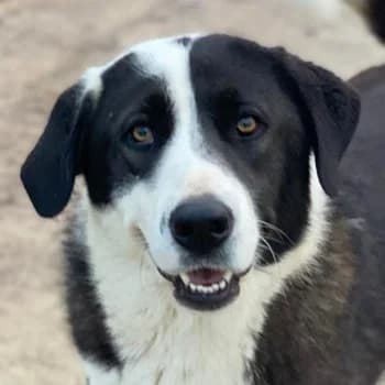 Aquata, female 3yo Mixed Breed for adoption at Hundegarten Serres, Euskirchen