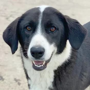 Arielle, female 3yo Mixed Breed for adoption at Hundegarten Serres, Euskirchen