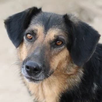 Kitaro, male 7yo Mixed Breed for adoption at Hundegarten Serres, Euskirchen