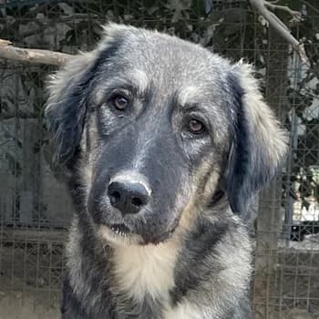 Karla, female 3yo Mixed Breed for adoption at Hundegarten Serres, Euskirchen