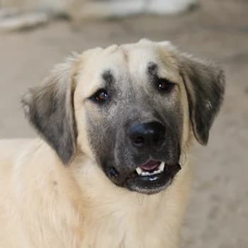 Klößchen, male 3yo Mixed Breed for adoption at Hundegarten Serres, Euskirchen