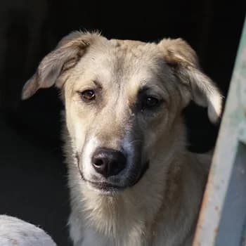 Angelica, female 3yo Mixed Breed for adoption at Hundegarten Serres, Euskirchen