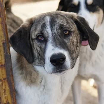 Indira, female 3yo Mixed Breed for adoption at Hundegarten Serres, Euskirchen