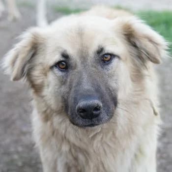 Arlo, male 3yo Mixed Breed for adoption at Hundegarten Serres, Euskirchen