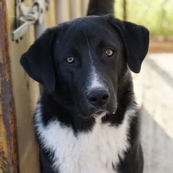 Fabius, male 3yo Mixed Breed for adoption at Hundegarten Serres, Euskirchen