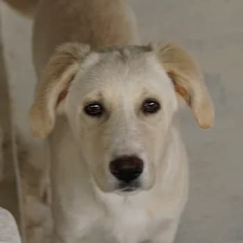 Hamilton, male 3yo Mixed Breed for adoption at Hundegarten Serres, Euskirchen