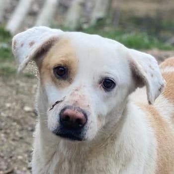 Lono, male 6yo Mixed Breed for adoption at Hundegarten Serres, Euskirchen