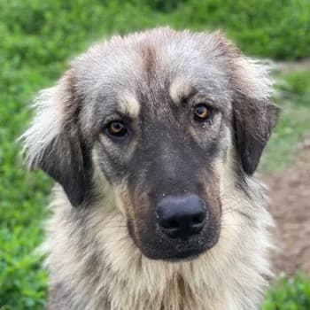 Hagan, male 3yo Mixed Breed for adoption at Hundegarten Serres, Euskirchen