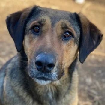 Rhea, female 4yo Mixed Breed for adoption at Hundegarten Serres, Euskirchen