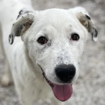 Pünktchen, male 3yo Mixed Breed for adoption at Hundegarten Serres, Euskirchen