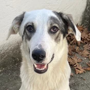 Younis, male 3yo Mixed Breed for adoption at Hundegarten Serres, Euskirchen