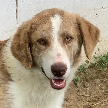Baruso, male 6yo Mixed Breed for adoption at Hundegarten Serres, Euskirchen