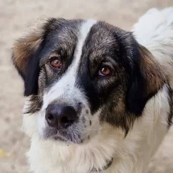 Kala, female 3yo Mixed Breed for adoption at Hundegarten Serres, Euskirchen
