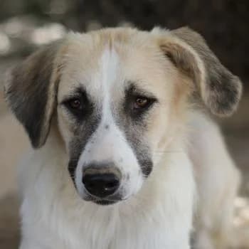 Gretchen, female 3yo Mixed Breed for adoption at Hundegarten Serres, Euskirchen