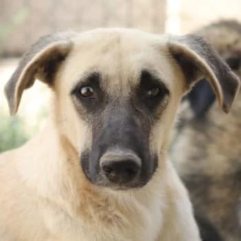 Carlchen, male 3yo Mixed Breed for adoption at Hundegarten Serres, Euskirchen