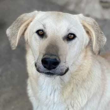 Hänschen, male 3yo Mixed Breed for adoption at Hundegarten Serres, Euskirchen