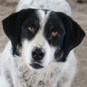 Amaya, female 3yo Mixed Breed for adoption at Hundegarten Serres, Euskirchen
