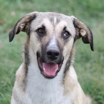 Peterchen, male 3yo Mixed Breed for adoption at Hundegarten Serres, Euskirchen