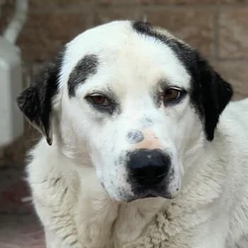 Morla, female 6yo Mixed Breed for adoption at Hundegarten Serres, Euskirchen