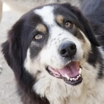 Xanda, female 3yo Mixed Breed for adoption at Hundegarten Serres, Euskirchen
