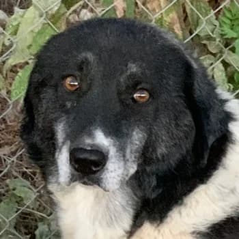 Harwin, male 7yo Mixed Breed for adoption at Hundegarten Serres, Euskirchen