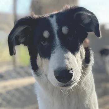 Vivia, female 3yo Mixed Breed for adoption at Hundegarten Serres, Euskirchen