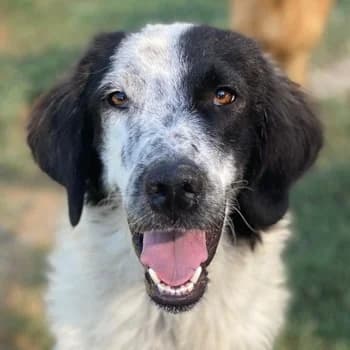 Yuni, female 3yo Mixed Breed for adoption at Hundegarten Serres, Euskirchen