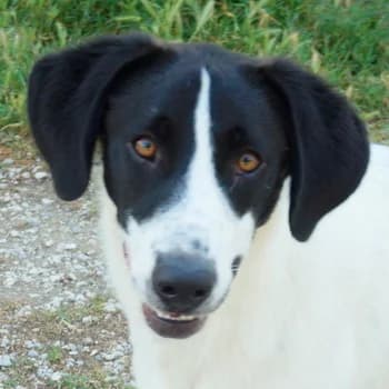 Rowan, male 7yo Mixed Breed for adoption at Hundegarten Serres, Euskirchen