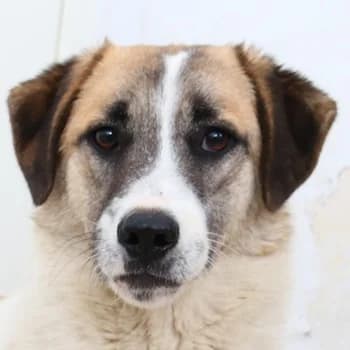 Taro, male 7yo Mixed Breed for adoption at Hundegarten Serres, Euskirchen