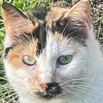 Molaya, 5yo Mixed Breed for adoption at Hundegarten Serres, Euskirchen