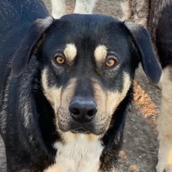 Bibi, female 3yo Mixed Breed for adoption at Hundegarten Serres, Euskirchen