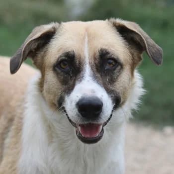 Jeanie, female 3yo Mixed Breed for adoption at Hundegarten Serres, Euskirchen
