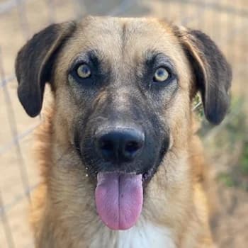Stübi, female 3yo Mixed Breed for adoption at Hundegarten Serres, Euskirchen