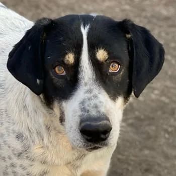 Benja, male 3yo Mixed Breed for adoption at Hundegarten Serres, Euskirchen