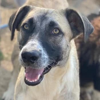 Olaf, male 3yo Mixed Breed for adoption at Hundegarten Serres, Euskirchen