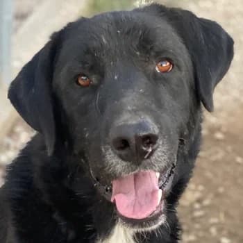 Cupid, male 6yo Mixed Breed for adoption at Hundegarten Serres, Euskirchen