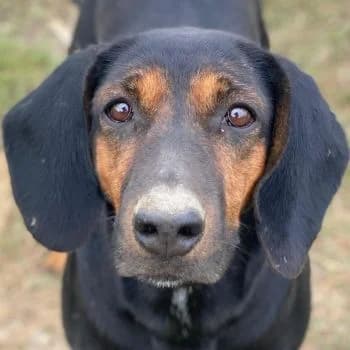 Priska, female 4yo Mixed Breed for adoption at Hundegarten Serres, Euskirchen