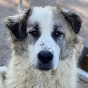Wesley, male 3yo Mixed Breed for adoption at Hundegarten Serres, Euskirchen