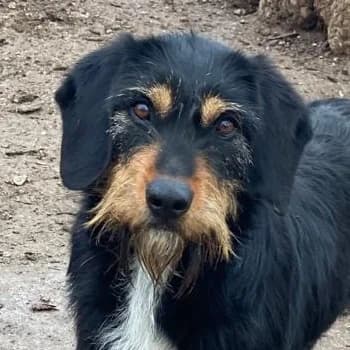 Bertha, female 3yo Mixed Breed for adoption at Hundegarten Serres, Euskirchen