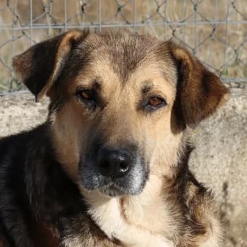 Drew, male 6yo Mixed Breed for adoption at Hundegarten Serres, Euskirchen