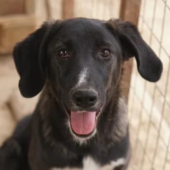 Freyja, female 3yo Mixed Breed for adoption at Hundegarten Serres, Euskirchen