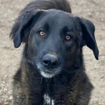 Niabi, female 3yo Mixed Breed for adoption at Hundegarten Serres, Euskirchen