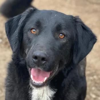 Panthera, female 3yo Mixed Breed for adoption at Hundegarten Serres, Euskirchen